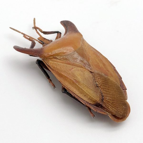 Bull-Horn Shield Bug (Eurypleura bicornis) - TaxidermyArtistry Bull-Horn Shield Bug (Eurypleura bicornis) - TaxidermyArtistry