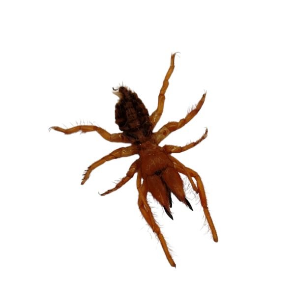 Camel Spider (Dinorhax rostrumpsittaci) - TaxidermyArtistry Camel Spider (Dinorhax rostrumpsittaci) - TaxidermyArtistry