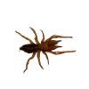 Camel Spider (Dinorhax rostrumpsittaci) - TaxidermyArtistry Camel Spider (Dinorhax rostrumpsittaci) - TaxidermyArtistry