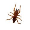 Camel Spider (Dinorhax rostrumpsittaci) - TaxidermyArtistry Camel Spider (Dinorhax rostrumpsittaci) - TaxidermyArtistry
