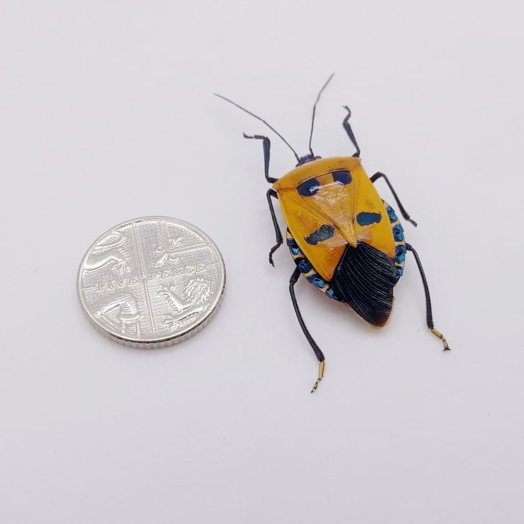 Catacanthus Incarnatus Man Faced Beetle