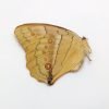 China Jungle Queen Stichophthalma neumogeni neumogeni Butterfly - TaxidermyArtistry