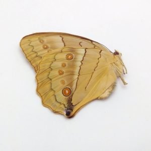 China Jungle Queen Stichophthalma neumogeni neumogeni Butterfly - TaxidermyArtistry