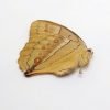 China Jungle Queen Stichophthalma neumogeni neumogeni Butterfly - TaxidermyArtistry