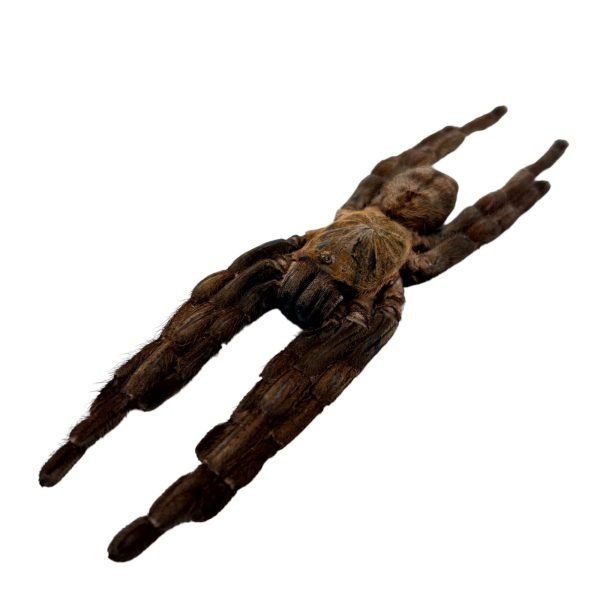 Chinese earth tiger / bird spider (Cyriopagopus schmidti) - TaxidermyArtistry Chinese earth tiger / bird spider (Cyriopagopus schmidti) - TaxidermyArtistry