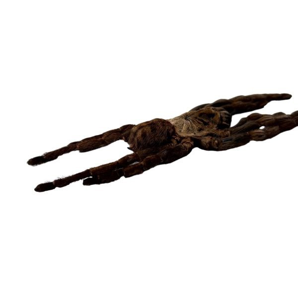 Chinese earth tiger / bird spider (Cyriopagopus schmidti) - TaxidermyArtistry Chinese earth tiger / bird spider (Cyriopagopus schmidti) - TaxidermyArtistry