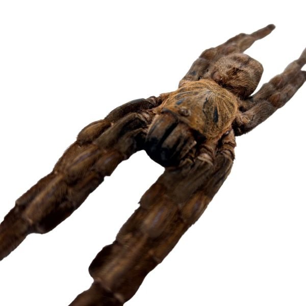 Chinese earth tiger / bird spider (Cyriopagopus schmidti) - TaxidermyArtistry Chinese earth tiger / bird spider (Cyriopagopus schmidti) - TaxidermyArtistry