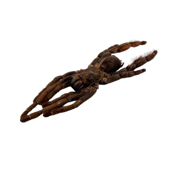 Chinese Stout-Leg Earth Tiger (Citharognathus tongmianensis) - TaxidermyArtistry