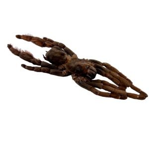 Chinese Stout-Leg Earth Tiger (Citharognathus tongmianensis) - TaxidermyArtistry