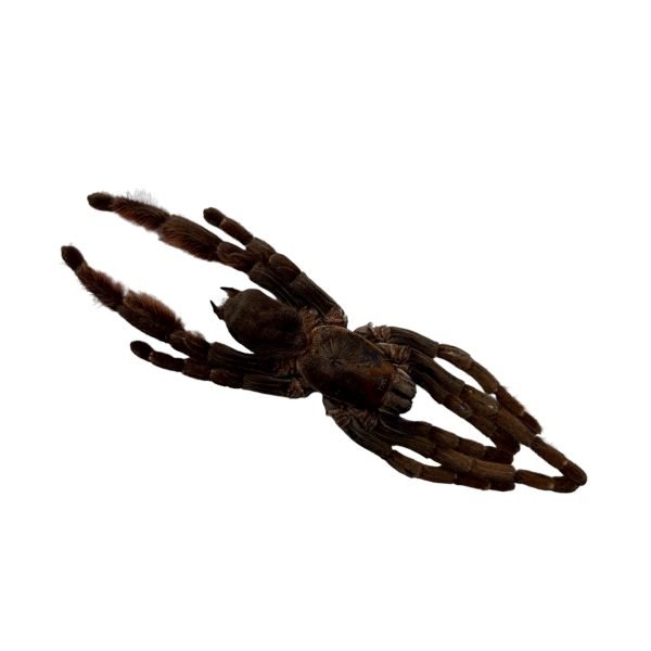 Chinese Stout-Leg Earth Tiger (Citharognathus tongmianensis) - TaxidermyArtistry