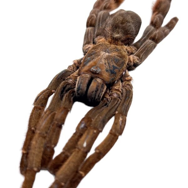 Chinese Stout-Leg Earth Tiger (Citharognathus tongmianensis) - TaxidermyArtistry