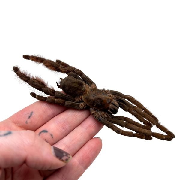 Chinese Stout-Leg Earth Tiger (Citharognathus tongmianensis) - TaxidermyArtistry