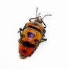 Clown Face Bug (Eucorysses javanus variabilis) - TaxidermyArtistry Clown Face Bug (Eucorysses javanus variabilis) - TaxidermyArtistry