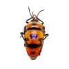 Clown Face Bug (Eucorysses javanus variabilis) - TaxidermyArtistry Clown Face Bug (Eucorysses javanus variabilis) - TaxidermyArtistry