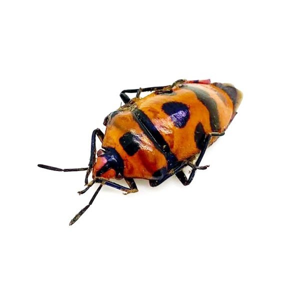 Clown Face Bug (Eucorysses javanus variabilis) - TaxidermyArtistry Clown Face Bug (Eucorysses javanus variabilis) - TaxidermyArtistry