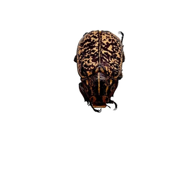 Cockchafer Beetle (Polyphylla tonkinensis) - TaxidermyArtistry Cockchafer Beetle (Polyphylla tonkinensis) - TaxidermyArtistry