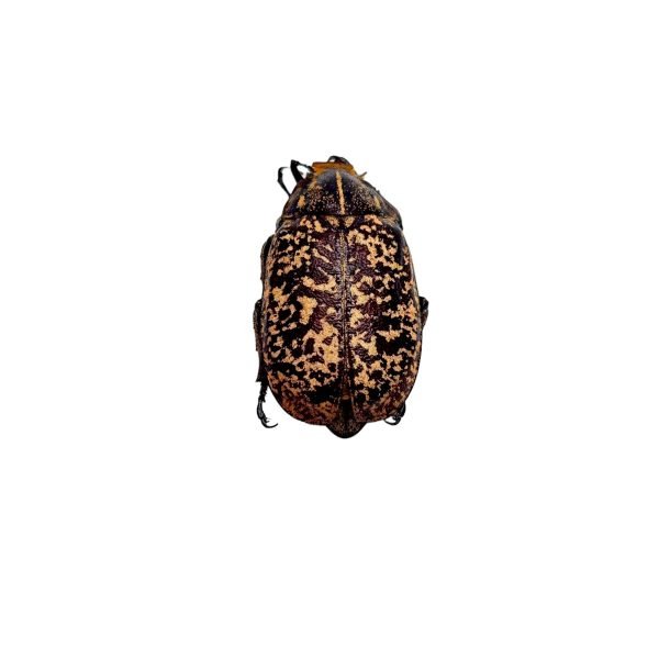 Cockchafer Beetle (Polyphylla tonkinensis) - TaxidermyArtistry Cockchafer Beetle (Polyphylla tonkinensis) - TaxidermyArtistry