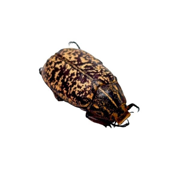 Cockchafer Beetle (Polyphylla tonkinensis) - TaxidermyArtistry Cockchafer Beetle (Polyphylla tonkinensis) - TaxidermyArtistry