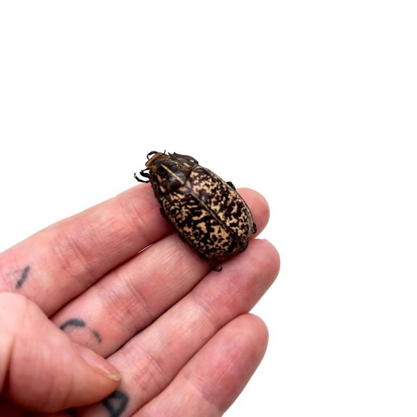 Cockchafer Beetle (Polyphylla tonkinensis) - TaxidermyArtistry Cockchafer Beetle (Polyphylla tonkinensis) - TaxidermyArtistry