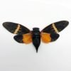 Colourful Orange Cicada (Tosena paviei) - TaxidermyArtistry