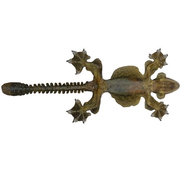 Common Flying Gecko (Ptychozoon kuhli) - TaxidermyArtistry