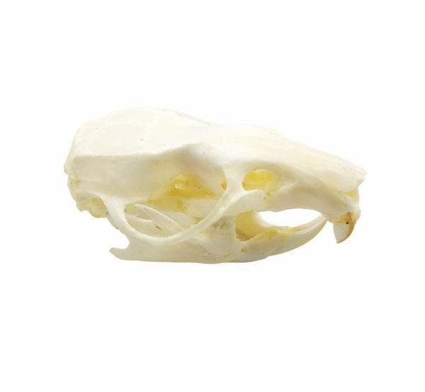 Common Rat Skull Rattus norvegicus - TaxidermyArtistry