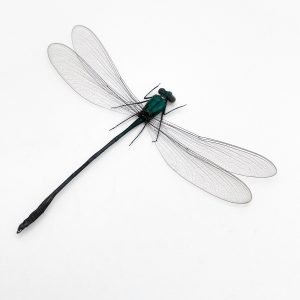 Damselfly (vestalis amoena) Specimen - TaxidermyArtistry