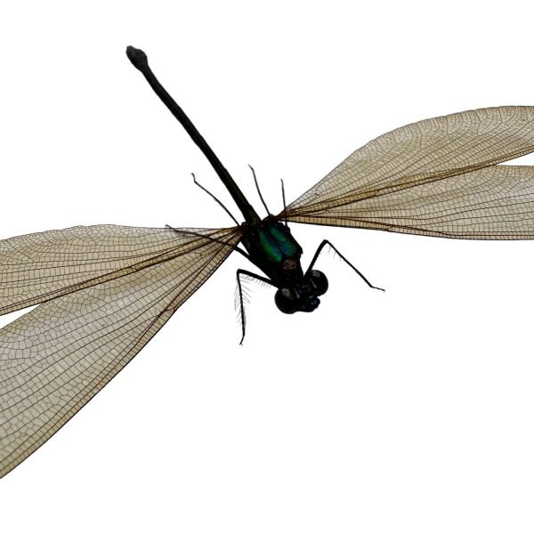 Damselfly (Vestalis luctuosa) (F) Insect Specimen - TaxidermyArtistry
