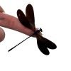 Damselfly (Vestalis luctuosa) (M) Insect Specimen - TaxidermyArtistry