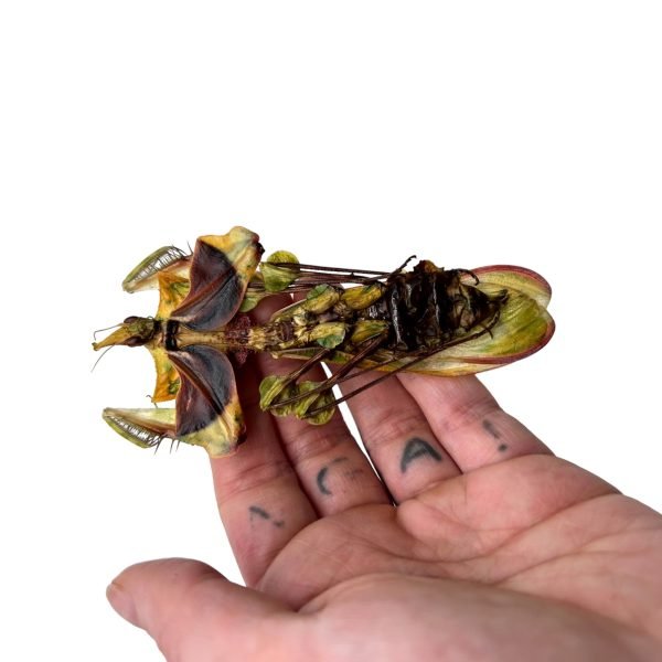 Devil's Flower Mantis (Idolomantis diabolica) - TaxidermyArtistry