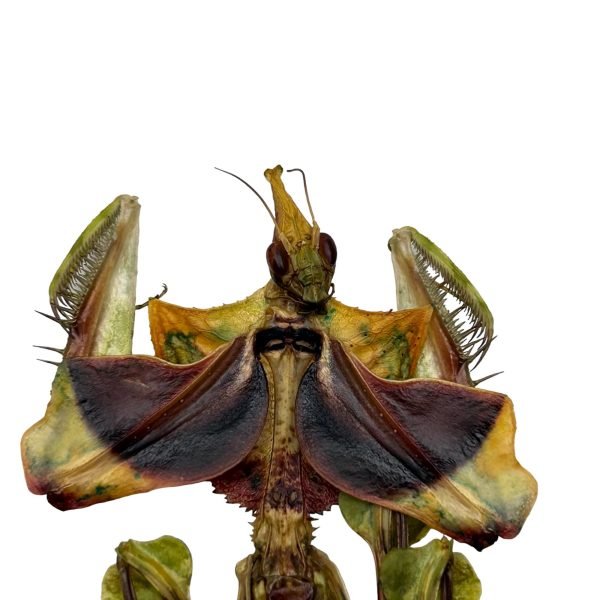 Devil's Flower Mantis (Idolomantis diabolica) - TaxidermyArtistry