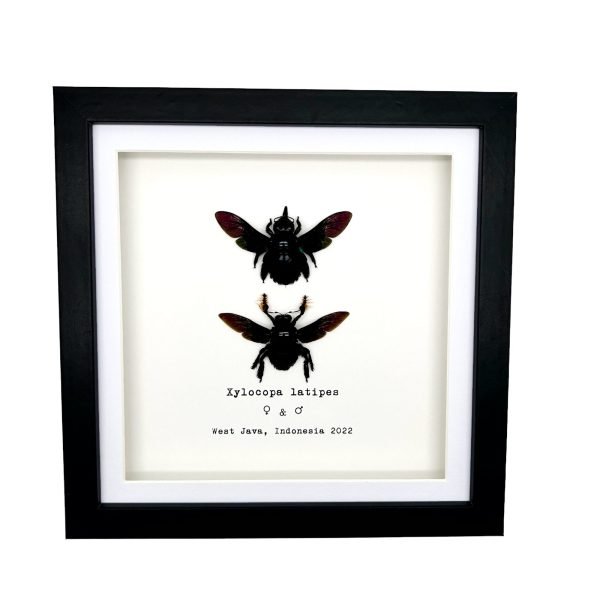 Double Tropical Carpenter Bee Female and Male (Xylocopa latipes) Frame - TaxidermyArtistry Double Tropical Carpenter Bee Female and Male (Xylocopa latipes) Frame - TaxidermyArtistry