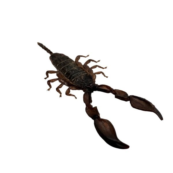 Dwarf Wood Scorpion (Liocheles australasiae) - TaxidermyArtistry