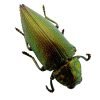 Emerald Jewel Beetle (Chrysodema foraminifera) Insect - TaxidermyArtistry Emerald Jewel Beetle (Chrysodema foraminifera) Insect - TaxidermyArtistry