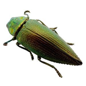 Emerald Jewel Beetle (Chrysodema foraminifera) Insect - TaxidermyArtistry