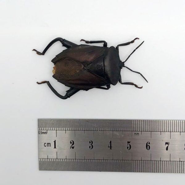 Entomology Insect (Euthenestes robustus) True Bug - TaxidermyArtistry