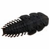 Entomology Insect Specimen Platerodrilus sp 04 (modern trilobite) - TaxidermyArtistry Entomology Insect Specimen Platerodrilus sp 04 (modern trilobite) - TaxidermyArtistry