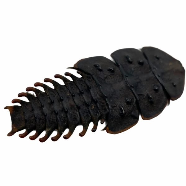 Entomology Insect Specimen Platerodrilus sp 04 (modern trilobite) - TaxidermyArtistry Entomology Insect Specimen Platerodrilus sp 04 (modern trilobite) - TaxidermyArtistry
