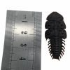 Entomology Insect Specimen Platerodrilus sp 04 (modern trilobite) - TaxidermyArtistry Entomology Insect Specimen Platerodrilus sp 04 (modern trilobite) - TaxidermyArtistry