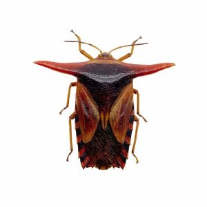 Entomology Shield Bug (Pygoplatys lancifer) - TaxidermyArtistry