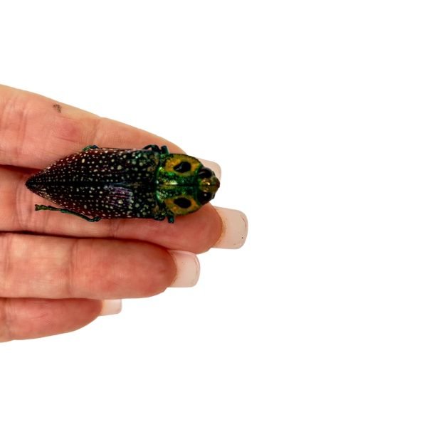False-eyed Jewel Beetle (Lampropepla rothschildi) - TaxidermyArtistry