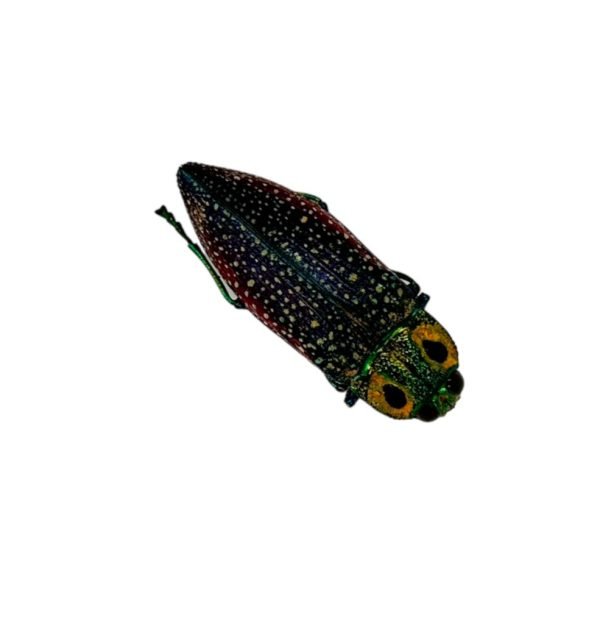 False-eyed Jewel Beetle (Lampropepla rothschildi) - TaxidermyArtistry