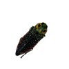 False-eyed Jewel Beetle (Lampropepla rothschildi) - TaxidermyArtistry