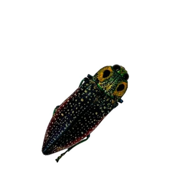 False-eyed Jewel Beetle (Lampropepla rothschildi) - TaxidermyArtistry