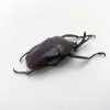 Flower Beetle (eudicella smithi shiratica) Insect - TaxidermyArtistry Flower Beetle (eudicella smithi shiratica) Insect - TaxidermyArtistry