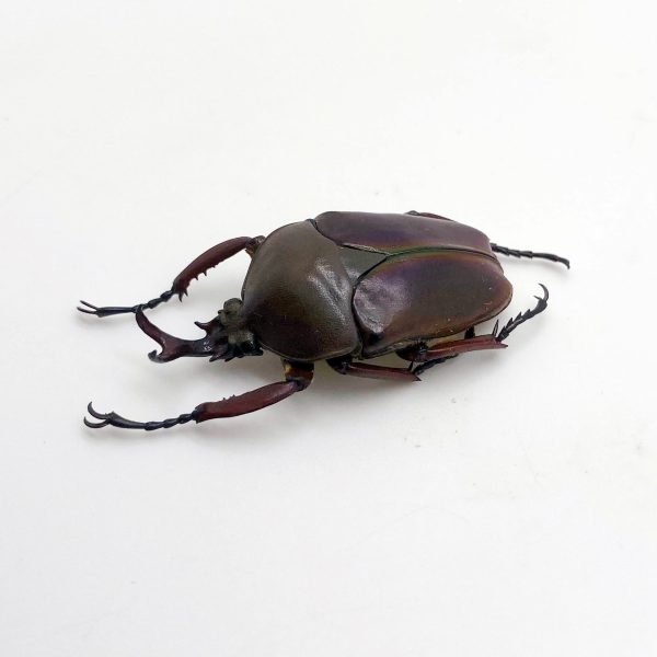 Flower Beetle (eudicella smithi shiratica) Insect - TaxidermyArtistry Flower Beetle (eudicella smithi shiratica) Insect - TaxidermyArtistry