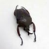Flower Beetle (eudicella smithi shiratica) Insect - TaxidermyArtistry Flower Beetle (eudicella smithi shiratica) Insect - TaxidermyArtistry