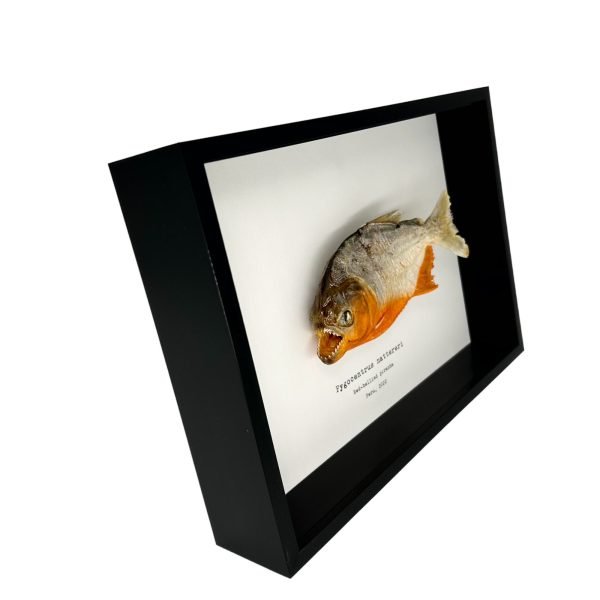 Framed Red Bellied Predator Piranha (Pygocentrus nattereri) Black - TaxidermyArtistry
