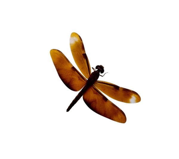 Fulvous Forest Skimmer Dragonfly (Neurothemis fulvia) (F) - TaxidermyArtistry
