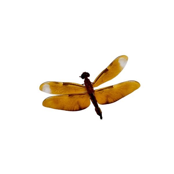 Fulvous Forest Skimmer Dragonfly (Neurothemis fulvia) (F) - TaxidermyArtistry